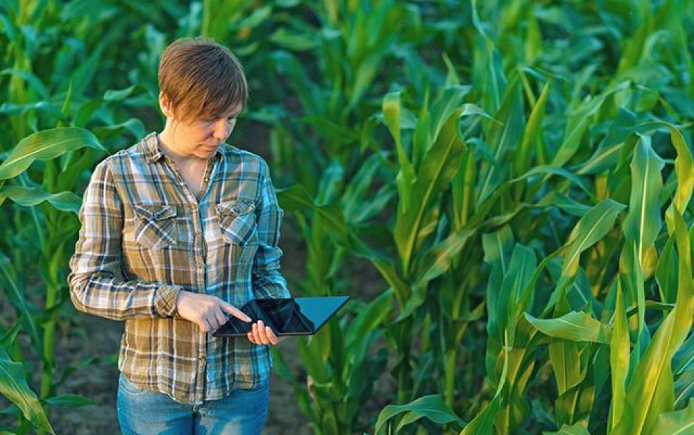 farmer-with-tablet-computer-in-corn-field