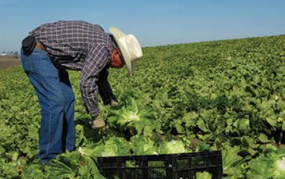 farmworker-with-lettuce