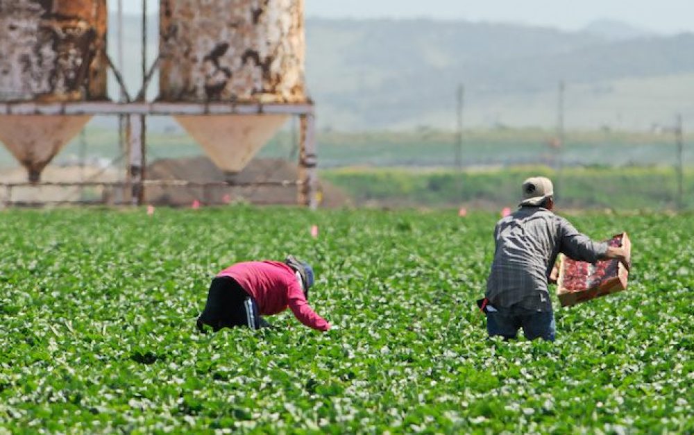 Migrant Farmworkers in California