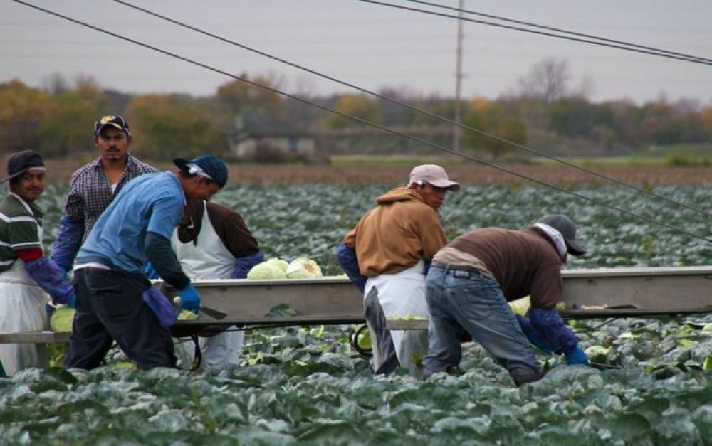 farmworkers-field-work