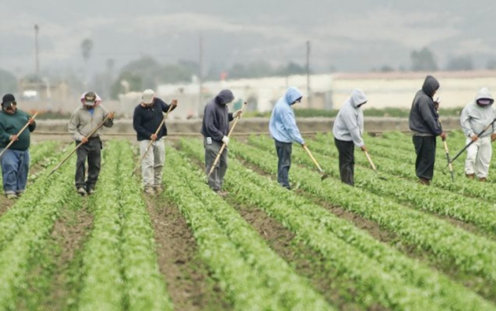 Farm Workers at Work