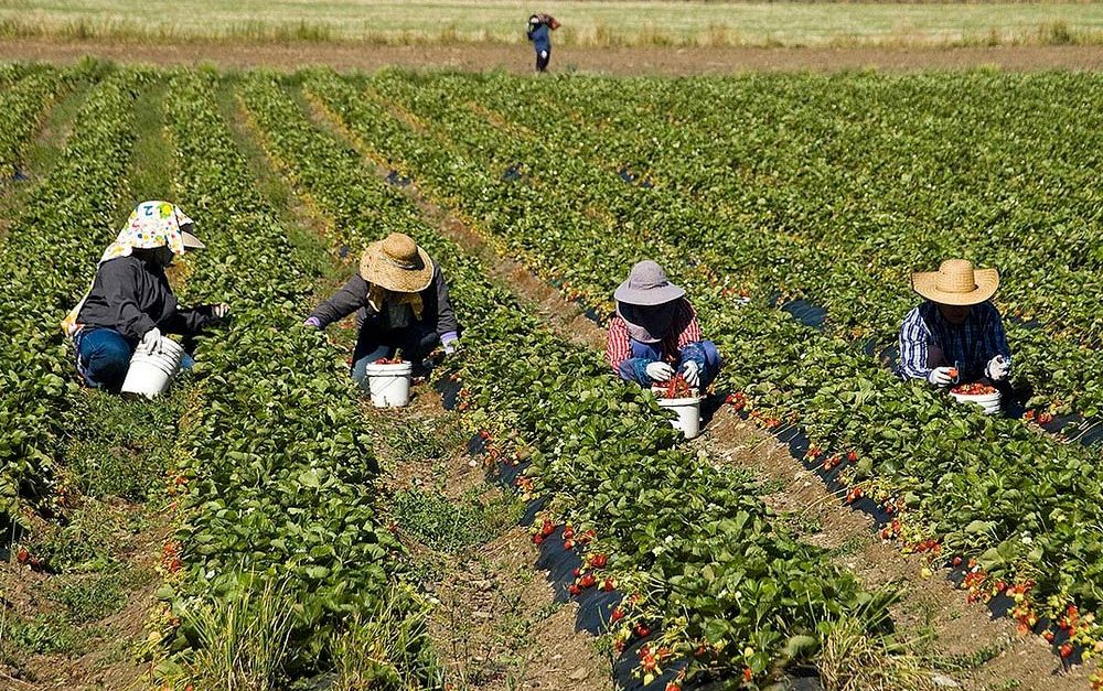 farmworkers-protections