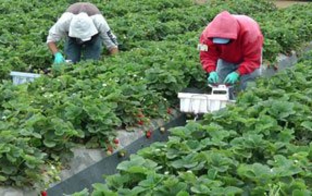 farmworkers-strawberries_0