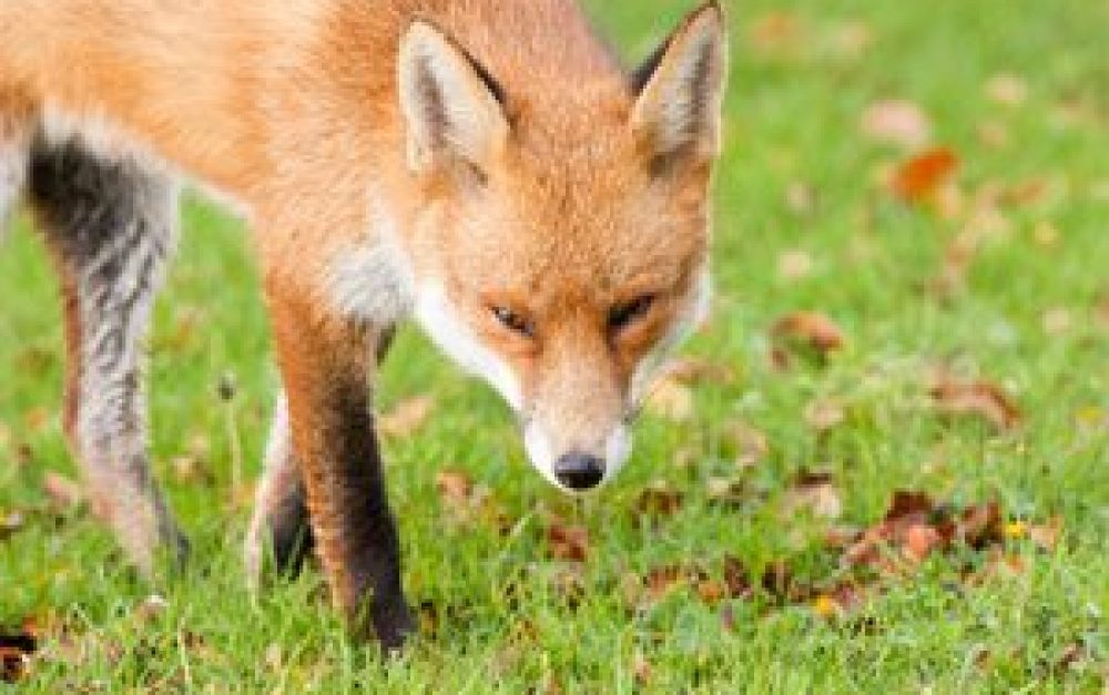 fox-field