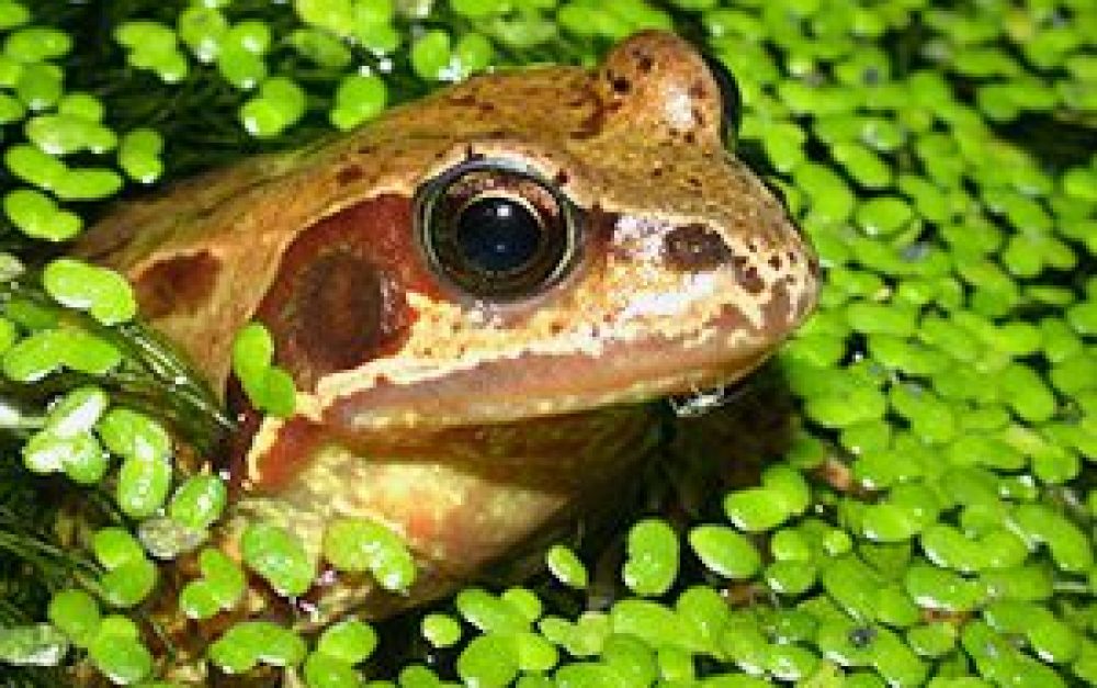 frog-in-water-groundtruth-blog-image