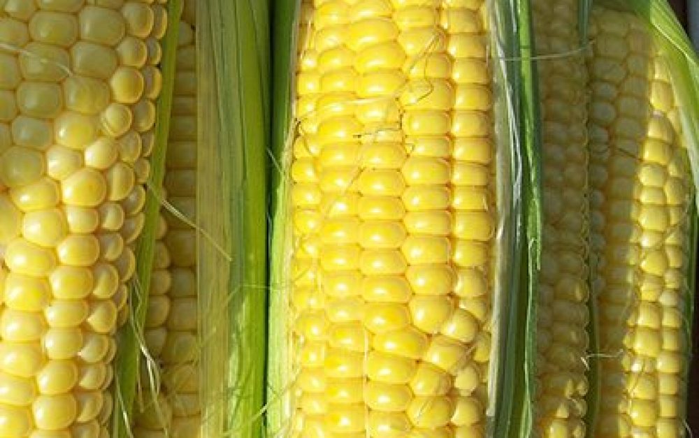 golden-corn