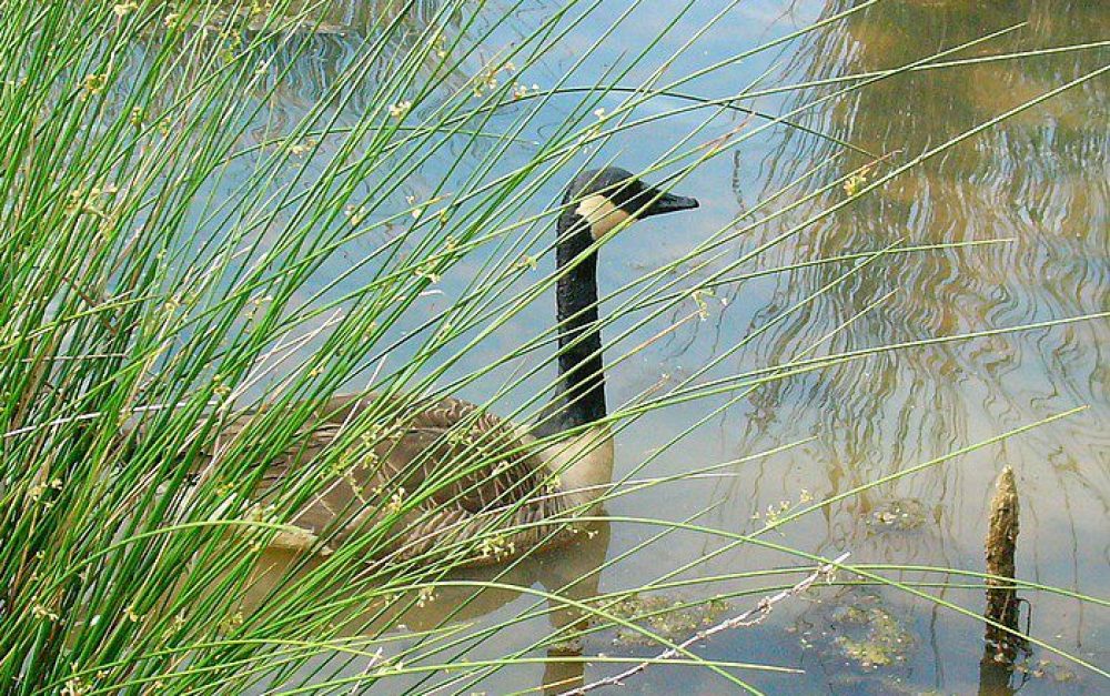 goose in reeds