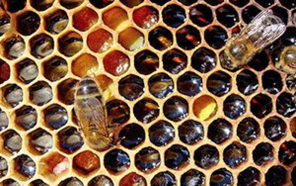 grahamwhite-ecomedia-honeycomb-bee-300