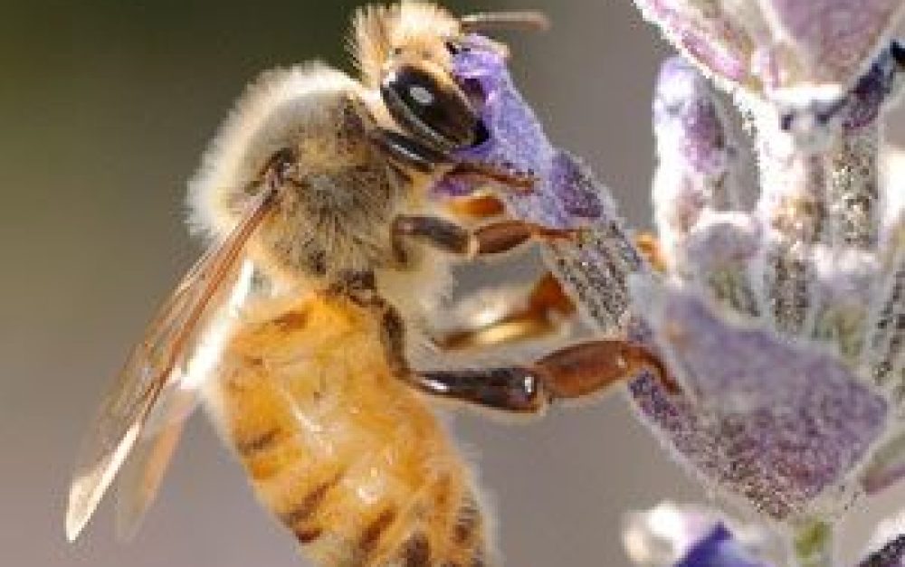 honey-bee-lavender