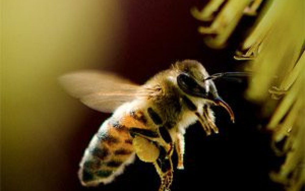 honeybee-flying