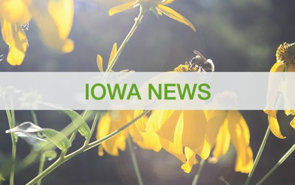 PAN Iowa News, pollinator on wildflowers