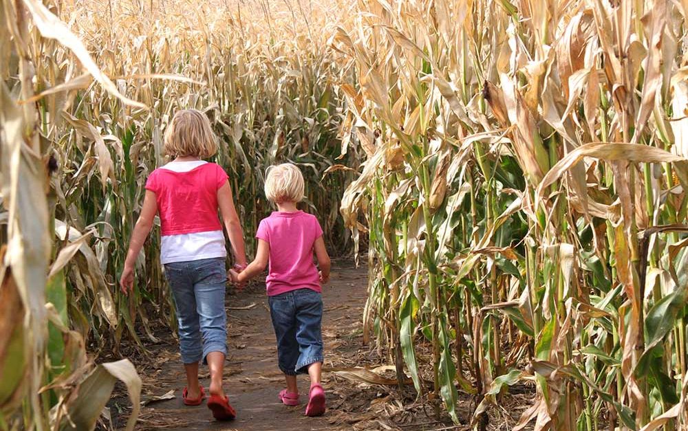kids-cornfield