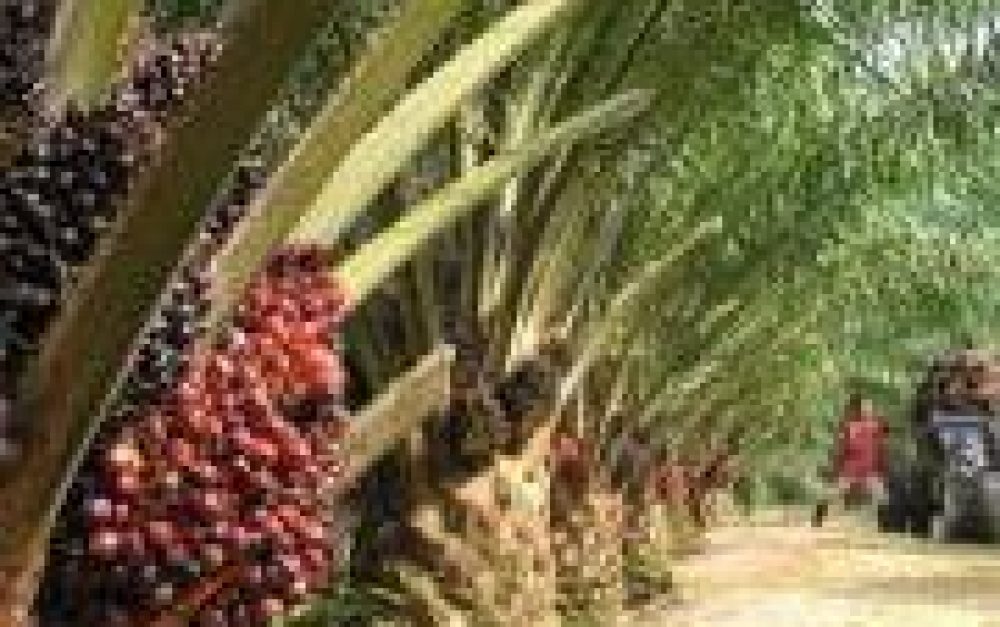 large_Palm Oil_Plantation