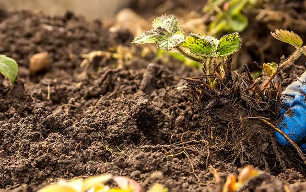 lead-image-agroecology-hands-soil.jpg