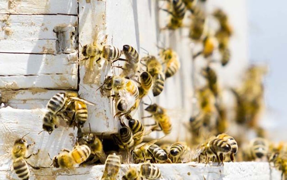 lead-image-honeybees-hive