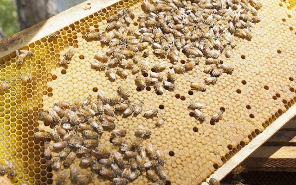 lead-image-honeycomb