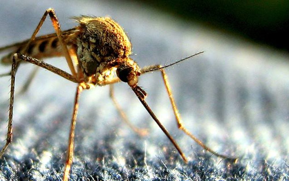lead-image-mosquito-malaria