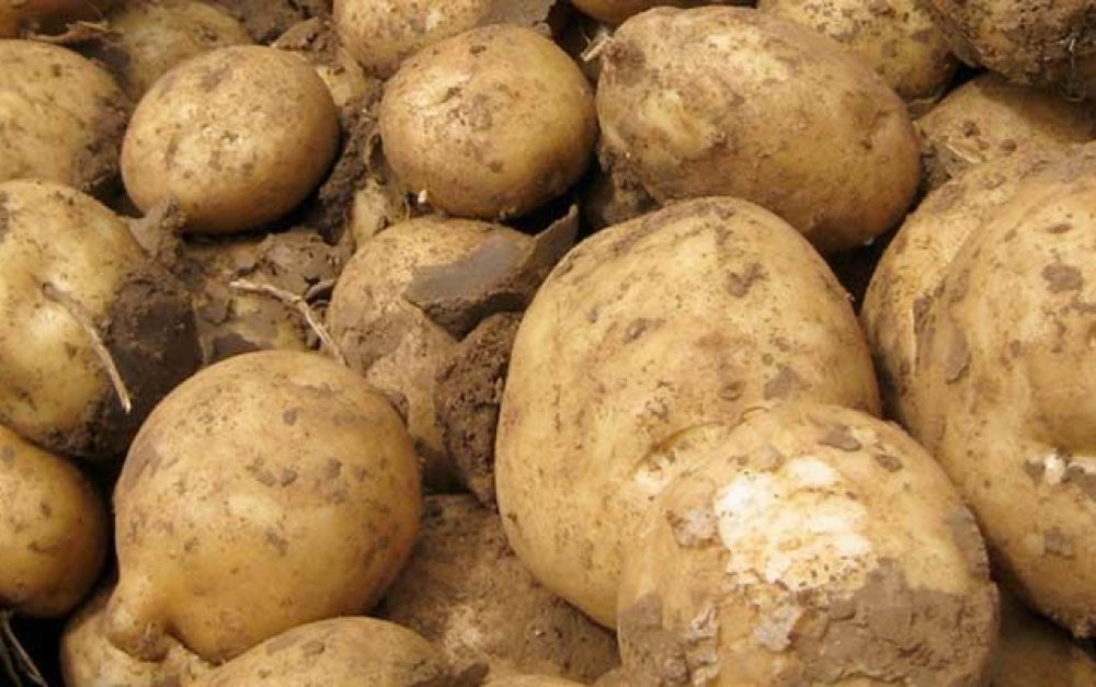 lead-image-potatoes-release
