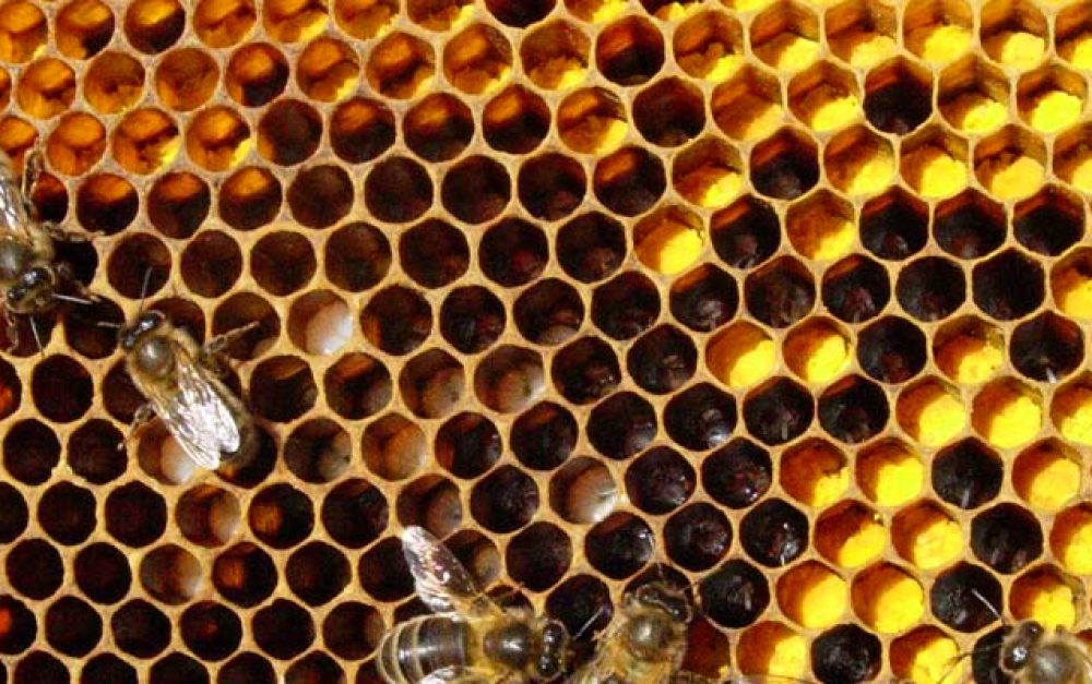 lead-image-press-bees