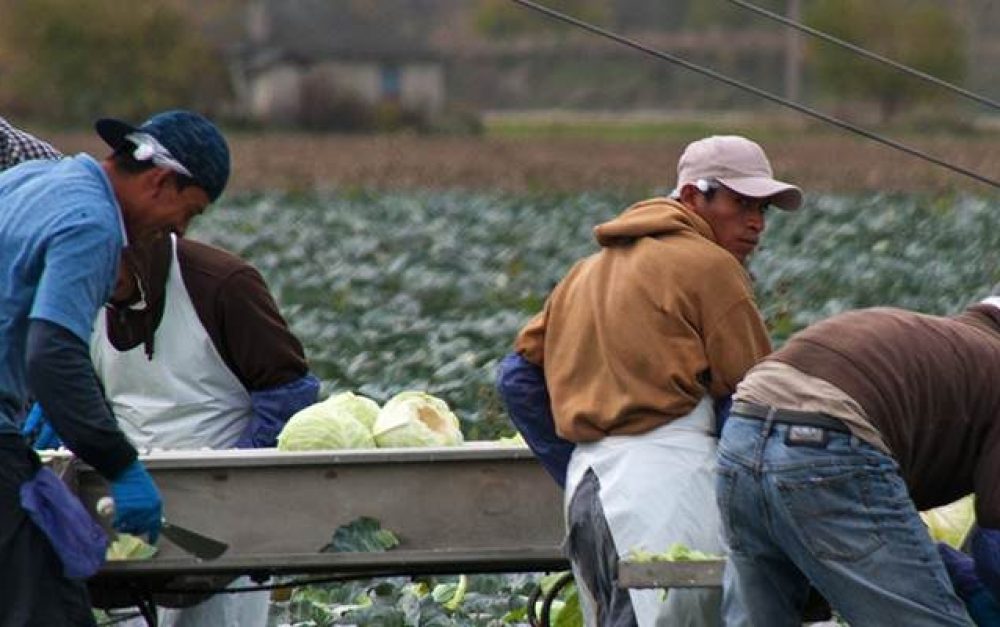 lead-image-press-farmworker-cabbage