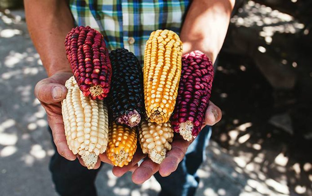 mexico-native-corn