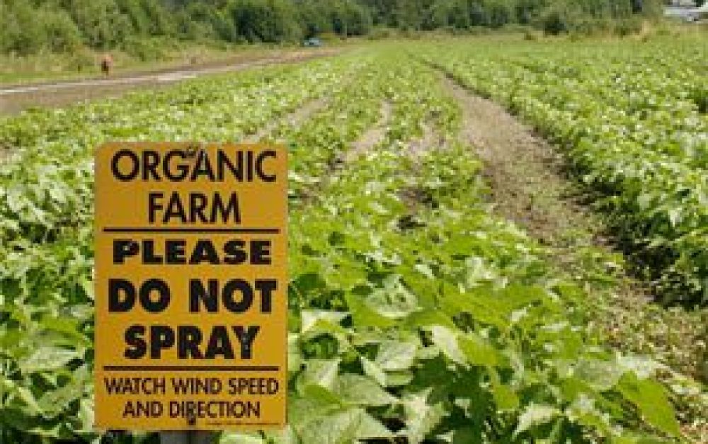 organic-farm-no-spray