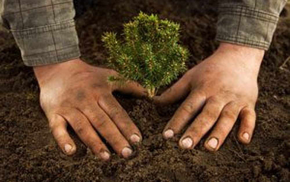 planting-tree-blog