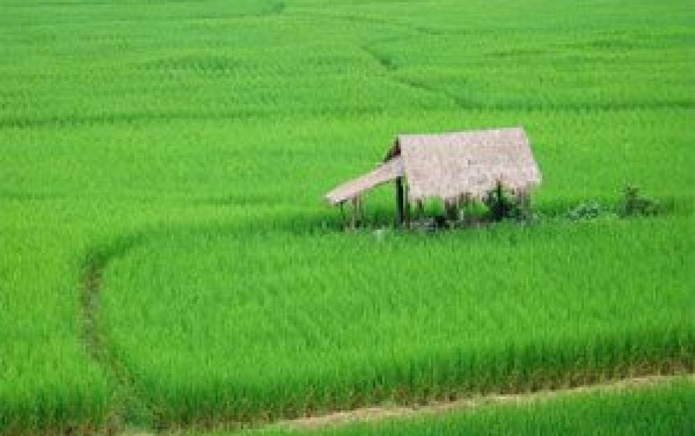 rice-field