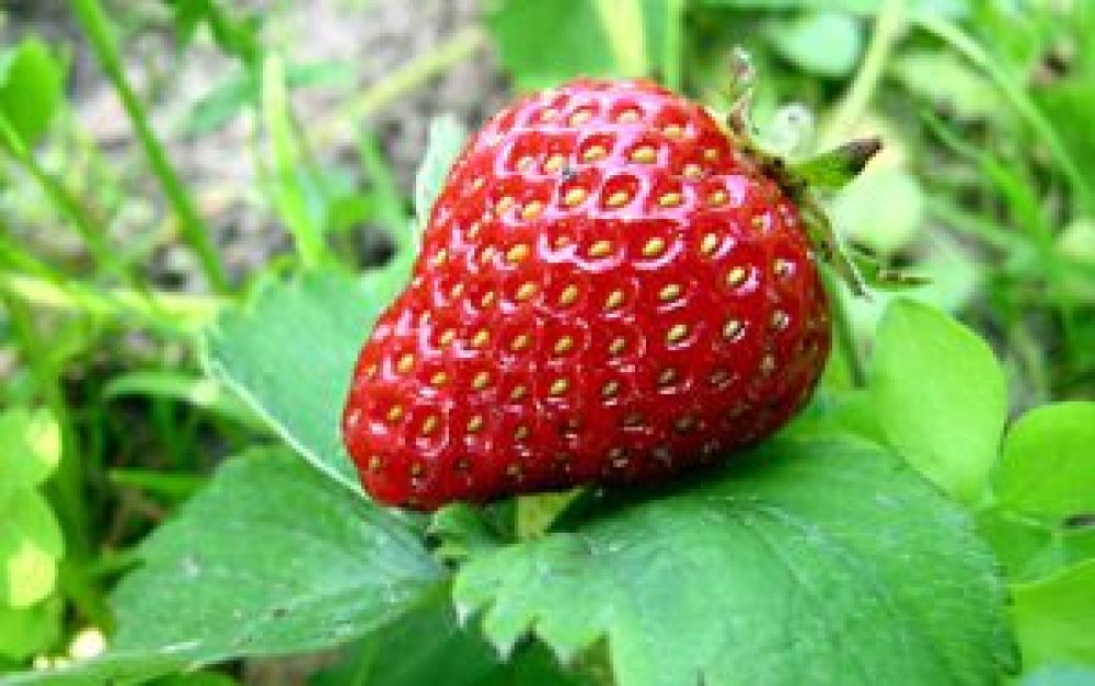 single-strawberry