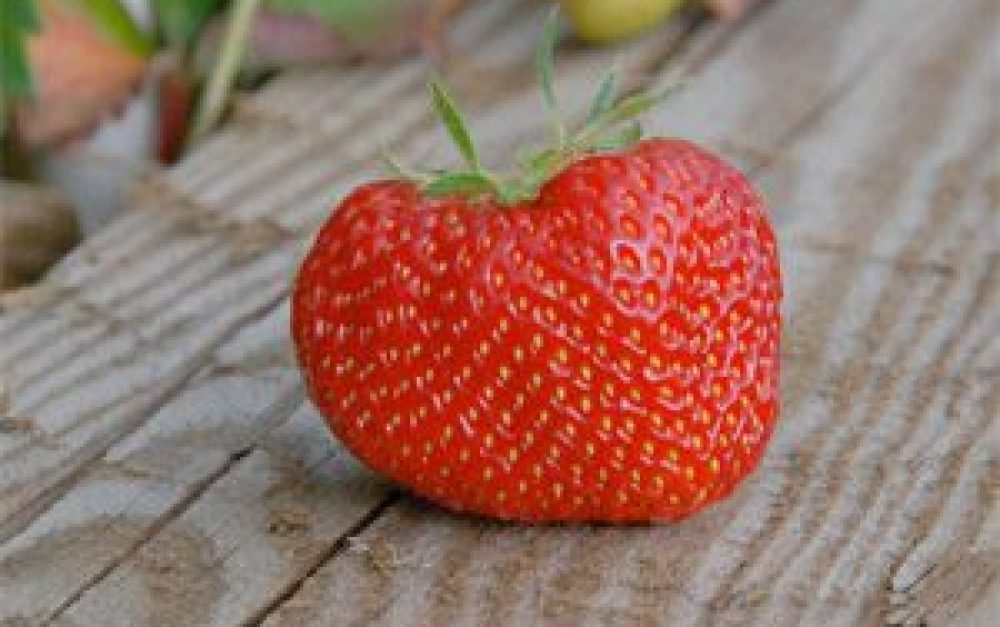 solo-strawberry
