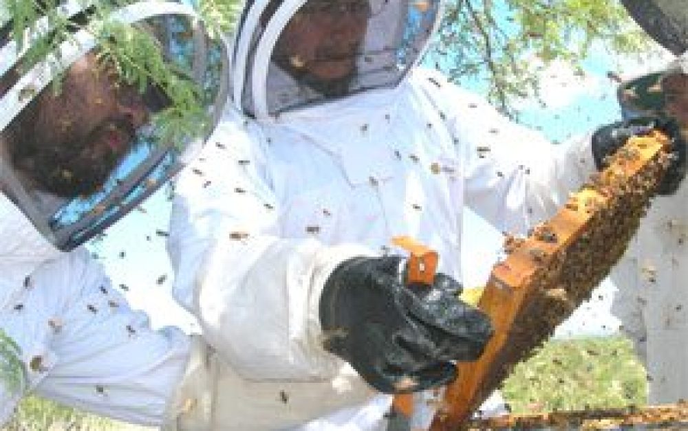 working-beehive